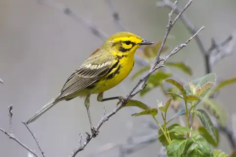Prairie Warbler