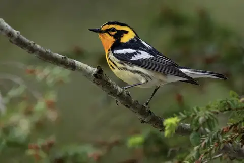 Blackburnian Warbler