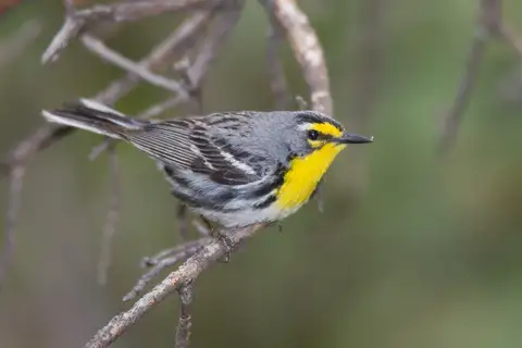Grace's Warbler