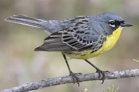 Kirtland's Warbler