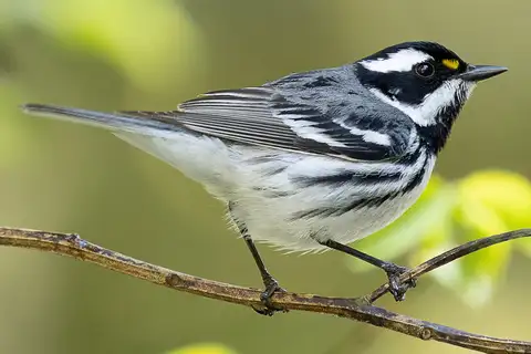 Black-throated Grey Warbler