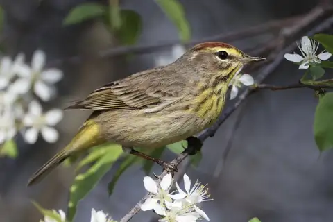 Palm Warbler