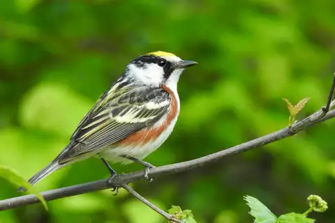 Chestnut-sided Warbler