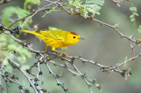 Mangrove Yellow Warbler