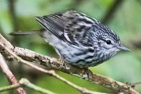 Arrowhead Warbler