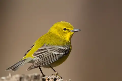 Pine Warbler