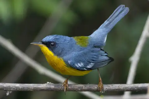 Tropical Parula