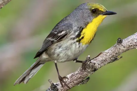 Olive-capped Warbler