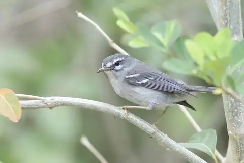 Plumbeous Warbler