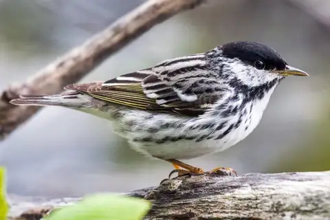 Blackpoll Warbler
