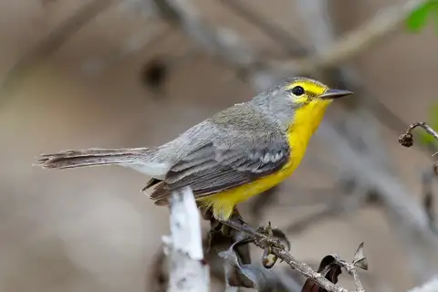 Barbuda Warbler