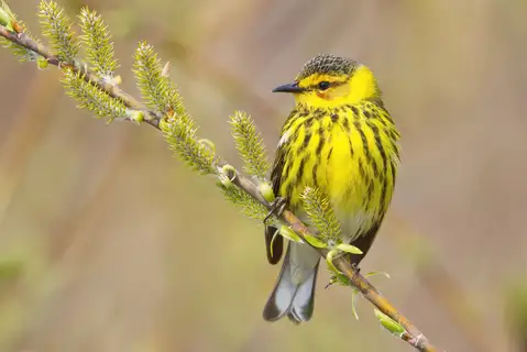 Cape May Warbler