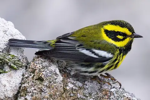 Townsend's Warbler