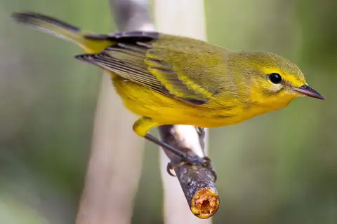 Vitelline Warbler