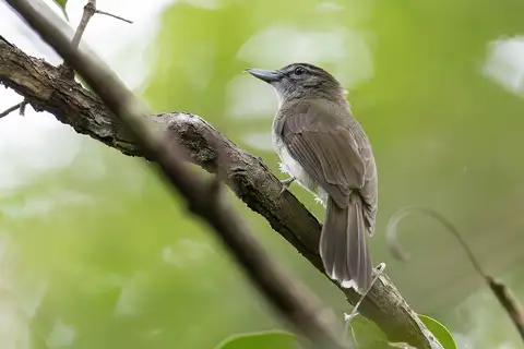 Hook-billed Bulbul