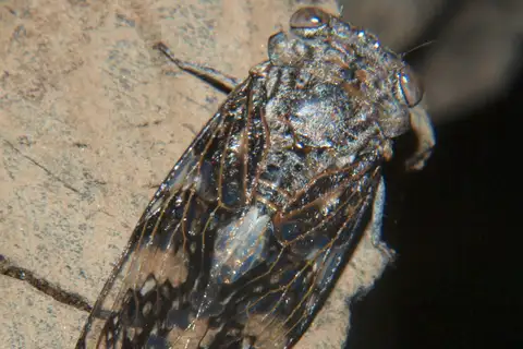 Stern Cicada