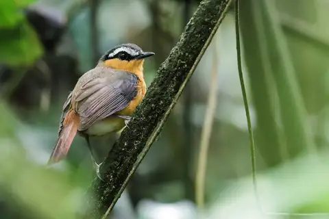 Grey-winged Robin-Chat