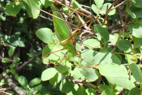Shirakisotima japonica