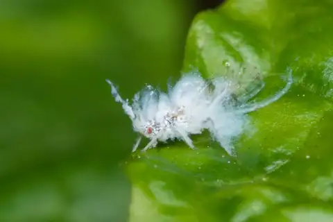 Asian Woolly Hackberry Aphid