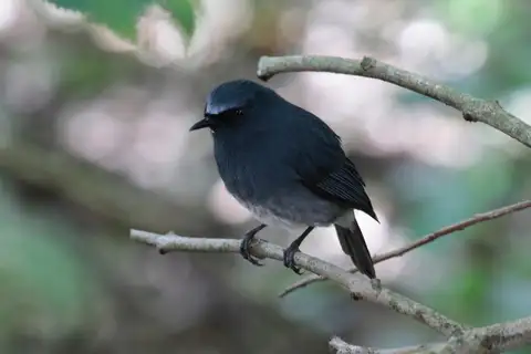 White-bellied Blue Robin