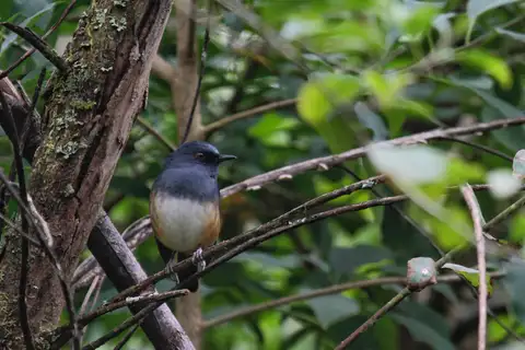 Nilgiri Blue Robin