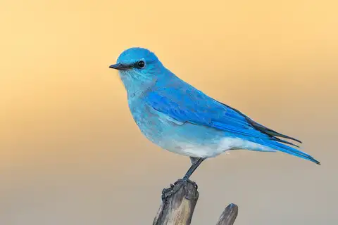 Mountain Bluebird