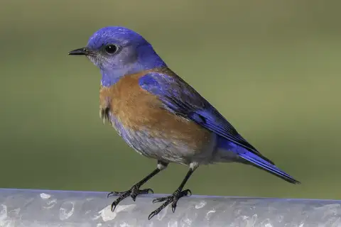 Western Bluebird