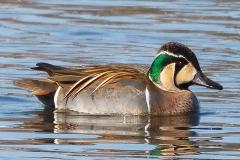 Baikal Teal