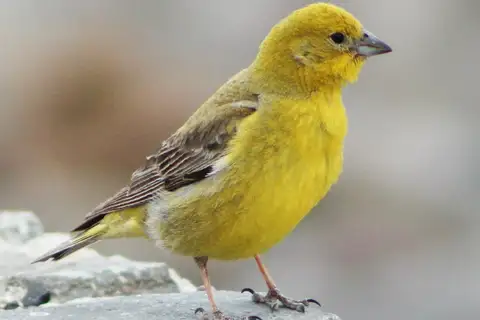 Greater Yellow Finch