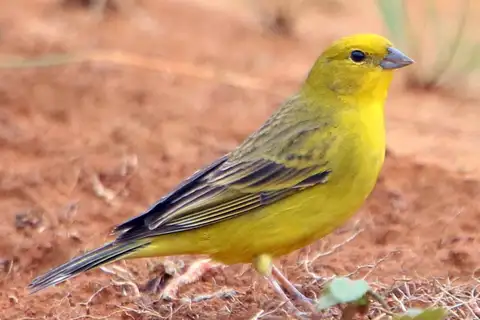 Stripe-tailed Yellow Finch