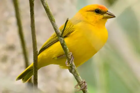 Orange-fronted Yellow Finch