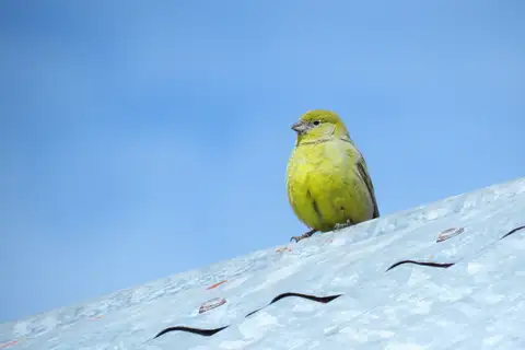 Patagonian Yellow Finch