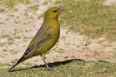 Puna Yellow Finch