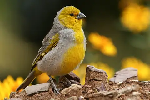 Citron-headed Yellow Finch