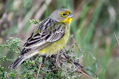 Grassland Yellow Finch