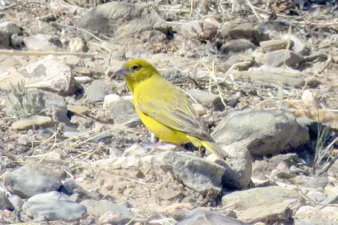 Monte Yellow Finch