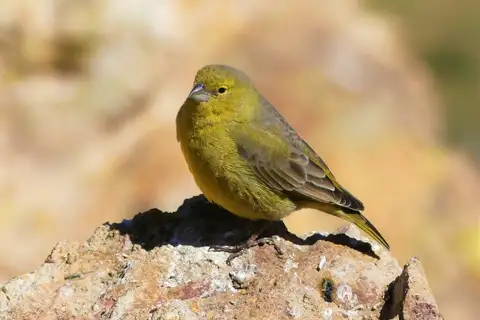 Greenish Yellow Finch