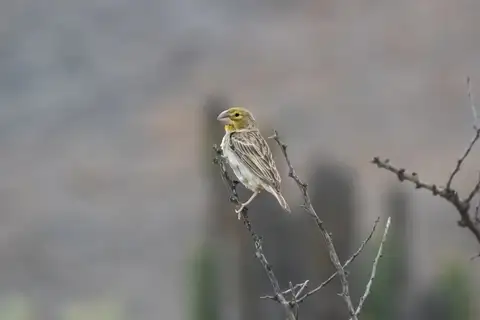 Sulphur-throated Finch
