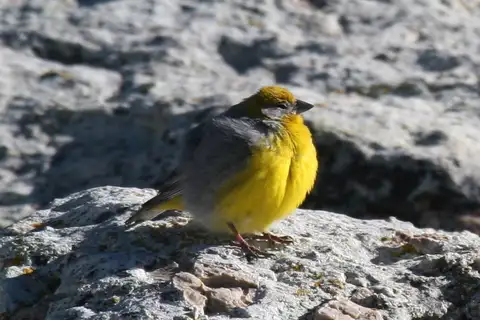 Bright-rumped Yellow Finch