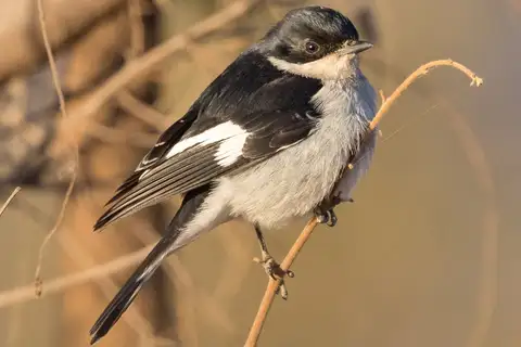 Fiscal Flycatcher
