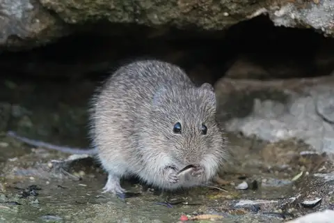 Hispid Cotton Rat