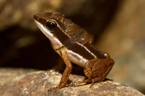 Rainforest Rocket Frog