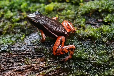 Boquete Rocket Frog