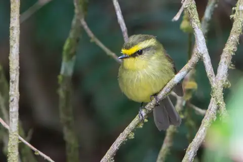 Yellow-bellied Chat-Tyrant