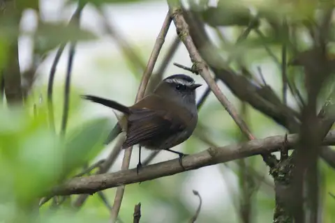 Crowned Chat-Tyrant