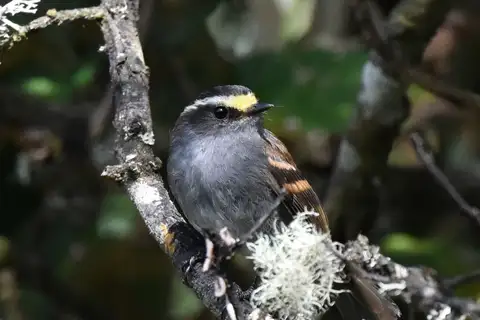 Jelski's Chat-Tyrant