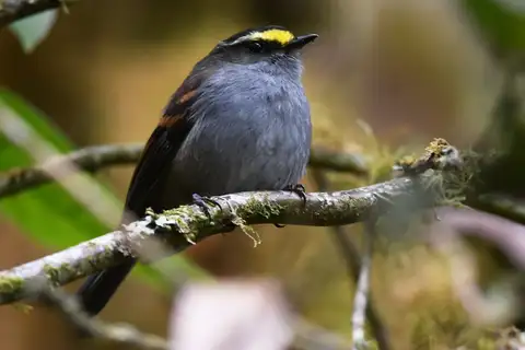 Golden-browed Chat-Tyrant