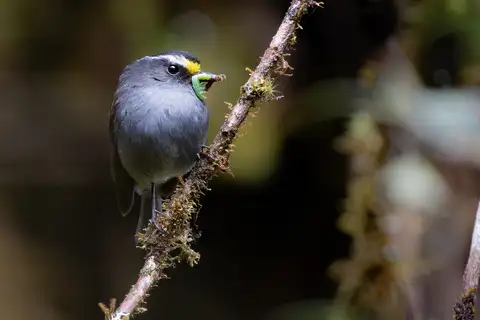 Kalinowski's Chat-Tyrant