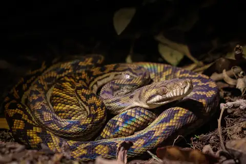 Australian Scrub Python
