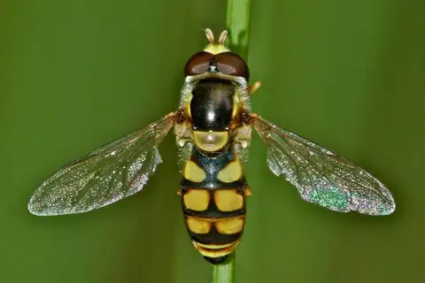 Yellow-shouldered Stout Hover Fly